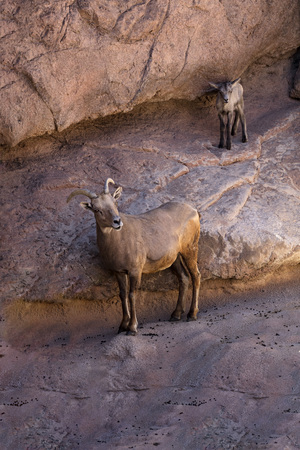 Desert Bighorn Sheep and Lambの写真素材
