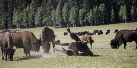 American Bison herd Grand Canyon Natinal Park, Arizona USAの写真素材