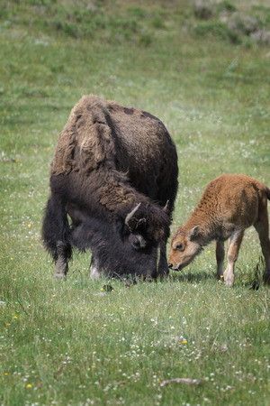 American Bison mother and calfの写真素材