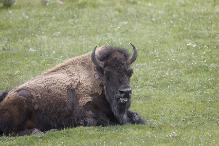 Americna Bison blind in one eye