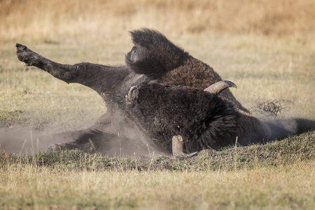 Americna Bison taking a  dust bathの写真素材