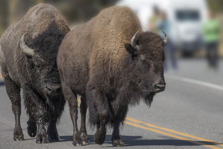 American Bison strolling down the highwayの写真素材