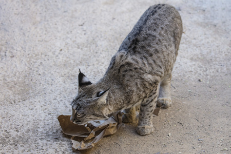 Bobcat getting his dinner from a paper bagの写真素材