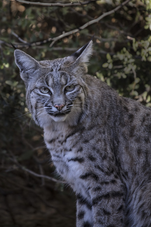 Bobcat posing for the cameraの写真素材