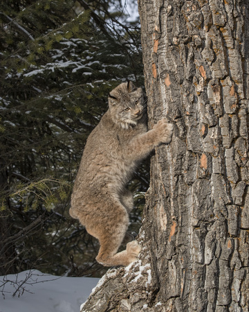 Canada Lynx in a treeの写真素材