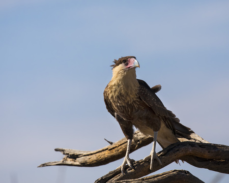 Crested Caracaraの写真素材