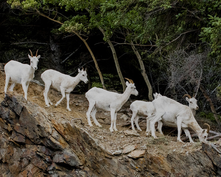 Dall Sheep family on a rocky slopeの写真素材