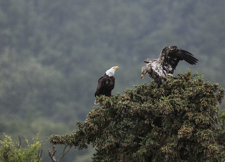 Adult and juvenile Bald Eagle in a tree