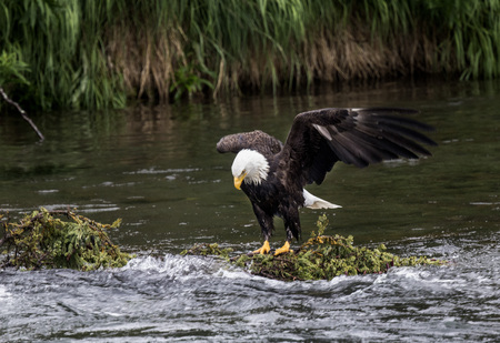 Bald Eagle  sits on a rock looking for fish