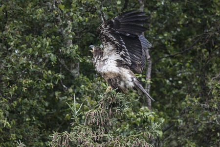 Juvenile Bald Eagle