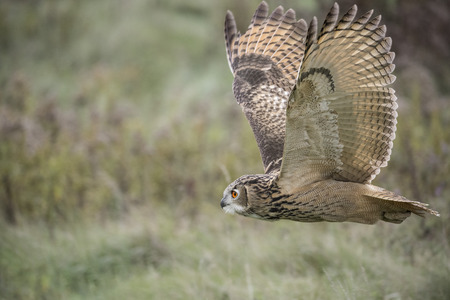 Eurasian Eagle Owl in flightの写真素材