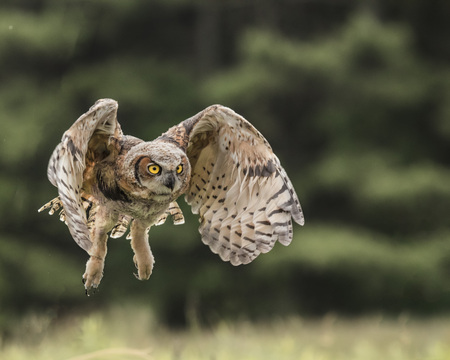 Great Horned Owl Juvenile learning to flyの写真素材