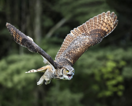 Great Horned Owl in flight mouth openの写真素材