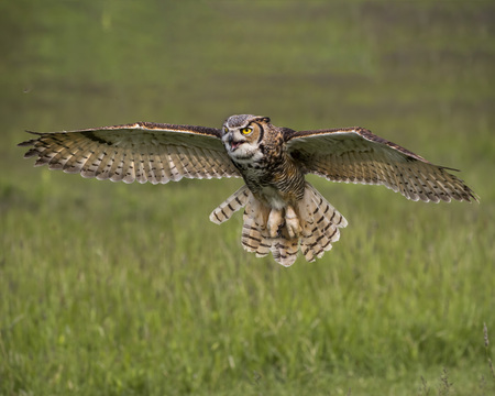 Great Horned Owl in flight