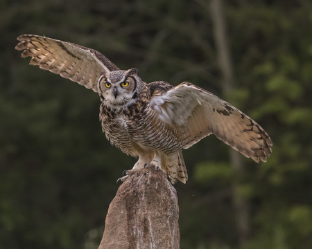 Great Horned Owl perched with his wings outの写真素材