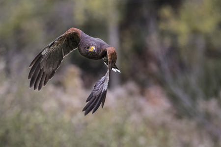 Harris's Hawk banking in flight