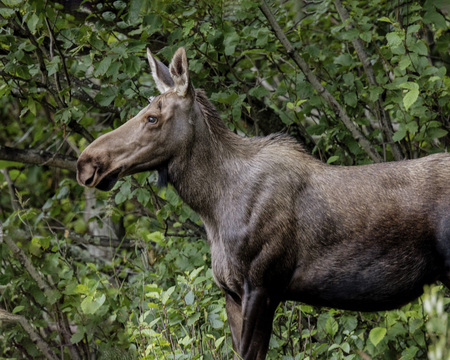 Curious female moose with her ears up