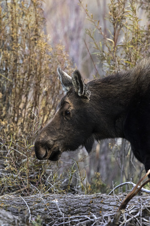Female moose cow close up headの写真素材