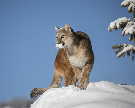Mountain Lion in the Snowの写真素材