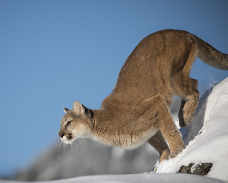 Mountain Lion about to leap off the snowy hillsideの写真素材