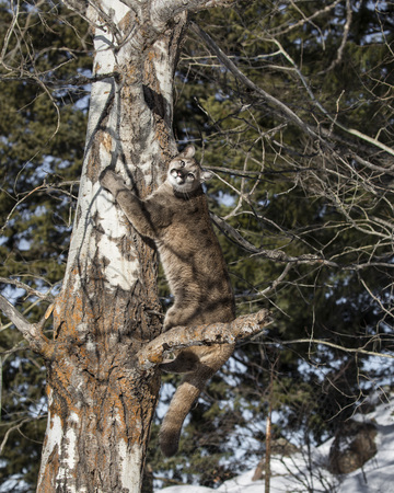 Mountain Lion Cub climbing a tree