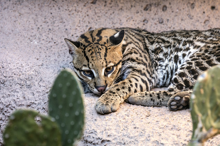 Ocelot in the cactusの写真素材