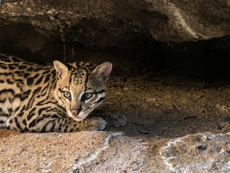 Ocelotの写真素材