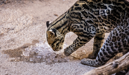 Oceleot playing with ice cubesの写真素材