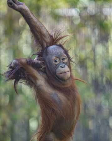 Orangutan youngster showing offの写真素材