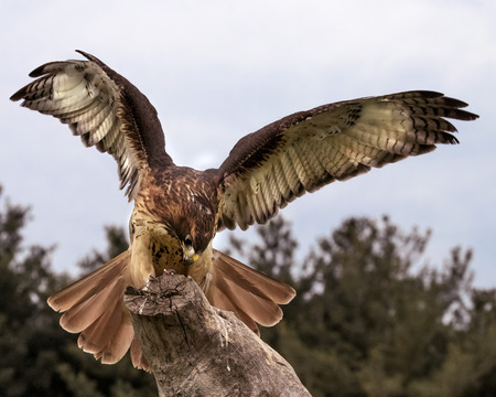 Red Tailed Hawk landing on a stump