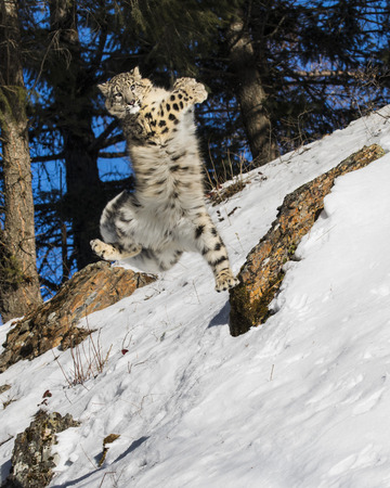 Snow Leopard Cub leaping in the airの写真素材