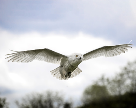 Snowy Owl on angel wingsの写真素材