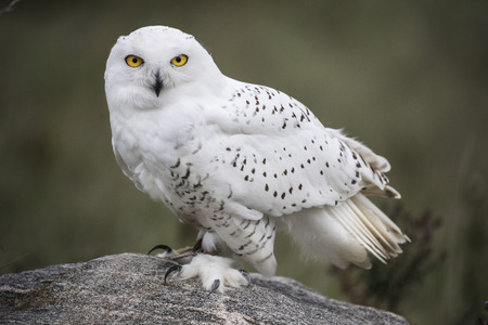 Snowy Owl sitting on a rockの写真素材