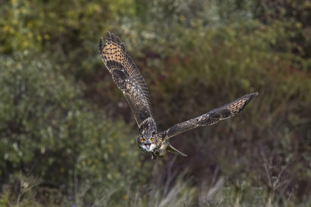 Turkmenian Eagle Owl in flightの写真素材