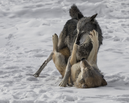 Wolf Pack establishing dominance