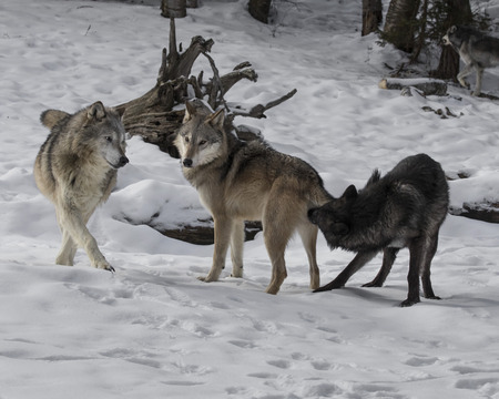 Wolf Pack establishing dominanceの写真素材