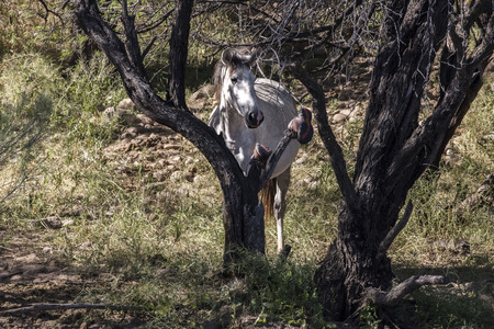 Wild Horse is curious about the boot hanging in the treeの写真素材