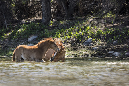 Wild Horses in the riverの写真素材