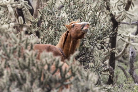 Wild Stallion lip curl flehmingの写真素材