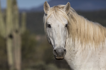 White Wild Stallion posing for the cameraの写真素材