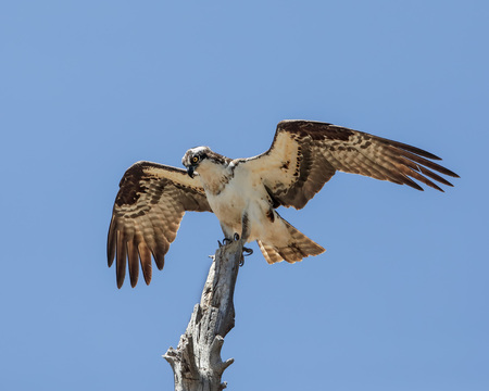 Ospreyの写真素材