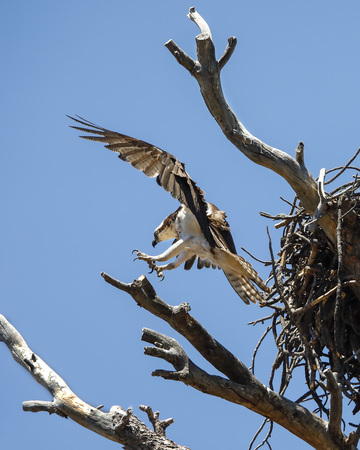 Osprey