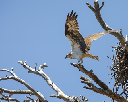 Ospreyの写真素材