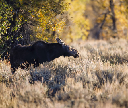 Moose in the Meadowの写真素材