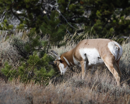 Pronghorn making his way across a meadowの写真素材