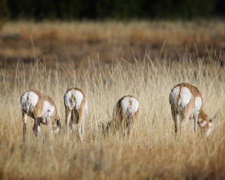 Pronghorn making his way across a meadowの写真素材