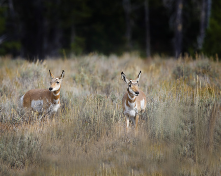 Pronghorn making his way across a meadowの写真素材