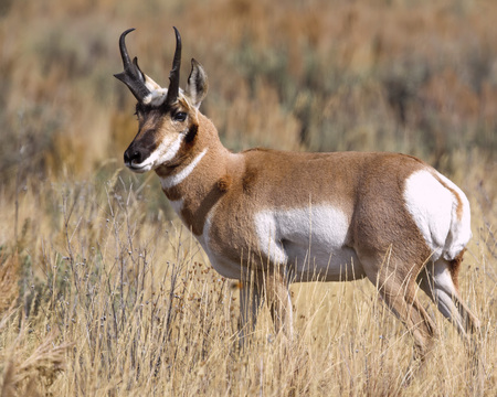 Pronghorn making his way across a meadowの写真素材