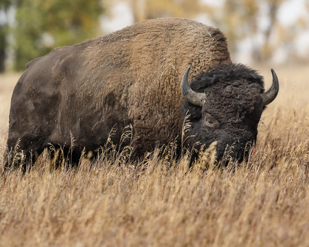 Bison making his way across a meadowの写真素材