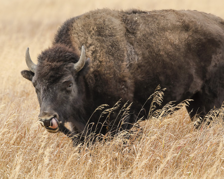 Bison making his way across a meadowの写真素材